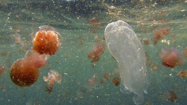 Keesingia gigas, a new species of giant jellyfish - venomous and tentacle-free