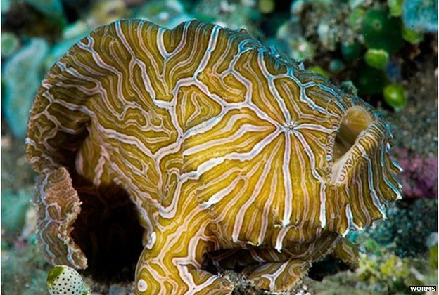 Histiophryne psychedelica: An Indonesian frogfish