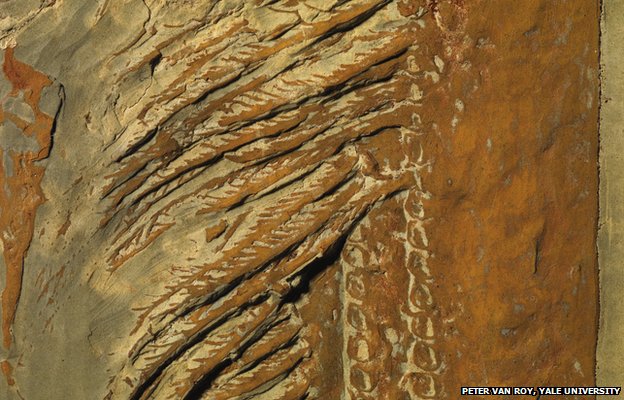 Aegirocassis benmoulae fossil
